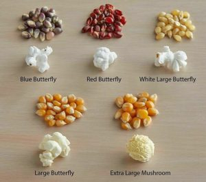 Different Type Popcorn Introduction