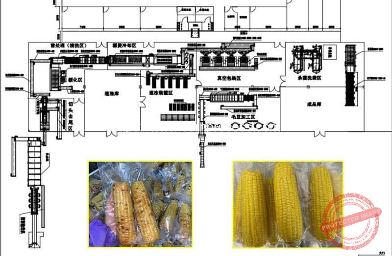 Vacuum Packed Sweet Corn Cob Production Line - Corn Flake Machine ...