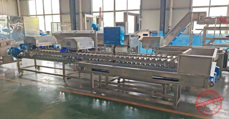 Fresh Sweet Corn Top and Tail Cutter Machine - Corn Flake Machine ...