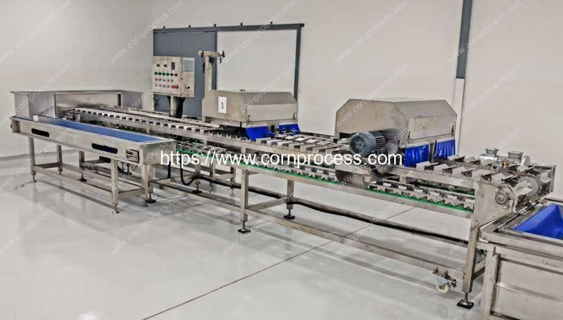 Automatic-Fresh-Sweet-Corn-Cob-Top-and-Tail-Cutting-Machine-with-Double-Side-Conveyor