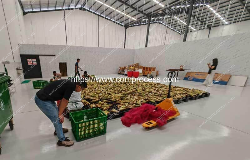 Indonesia-Sweet-Corn-Manual-Husker-Plant-Visit