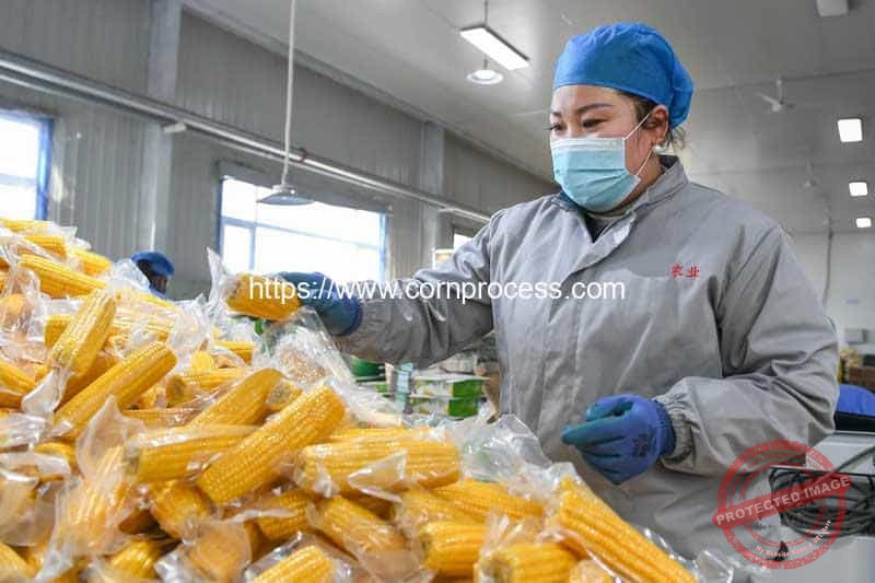 Sweet-Corn-Processing-Industry-in-China