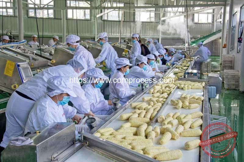 Vacuum-Packed-Sweet-Corn-Packing-Machine-and-Reversible-Conveyor