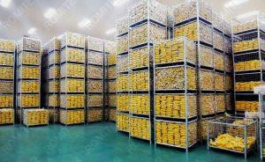 Fresh Sweet Corn Processing Industry Status and Trends 2026