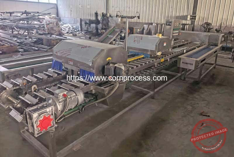 Fresh-Sweet-Corn-Top-and-Tail-Cutting-Machine-Ready-for-Slovenia-Customer